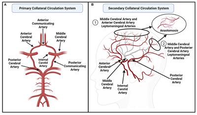 Pre-stroke Physical Activity and Cerebral Collateral Circulation in Ischemic Stroke: A Potential Therapeutic Relationship?